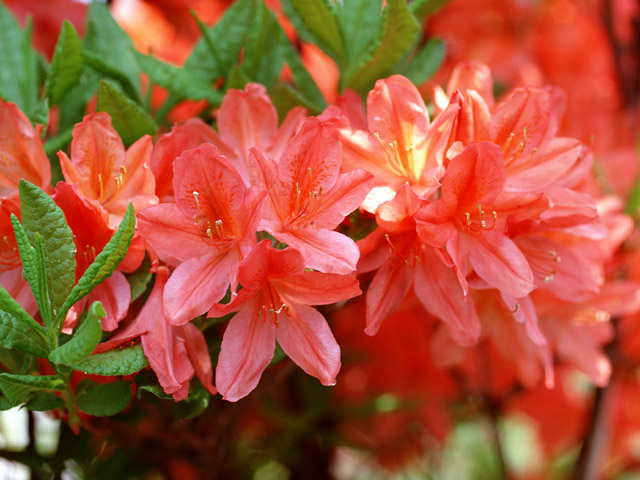 職場の人に ツツジの花の蜜吸ってた と言ったらまさかの お前 だよ と返ってきた 苦情も来てたわ 注意が必要 マジかよ いまトピライフ