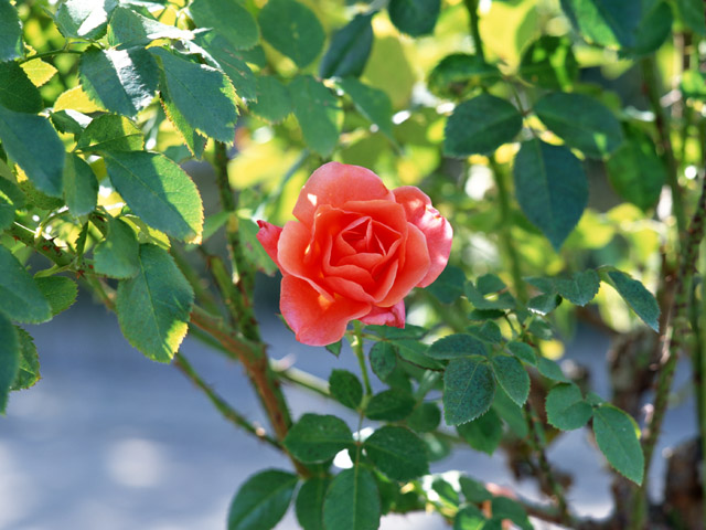 薔薇