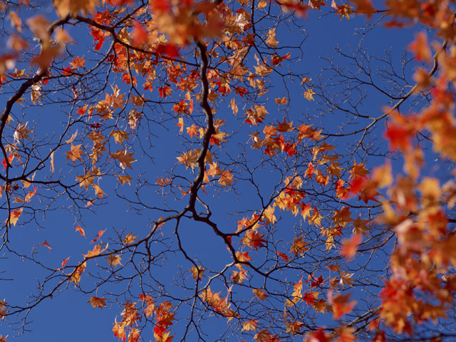 紅葉