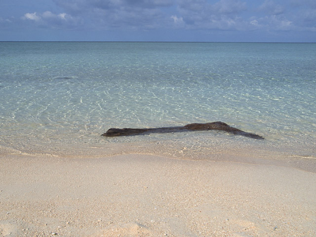 砂浜