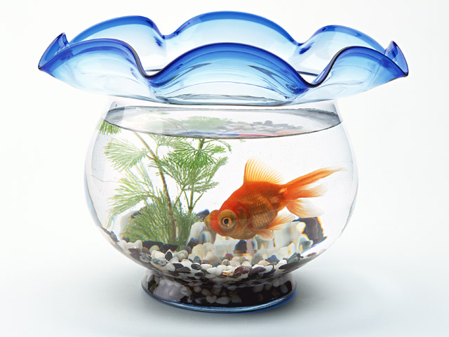金魚