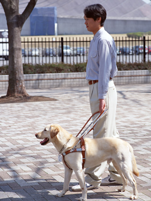 犬
