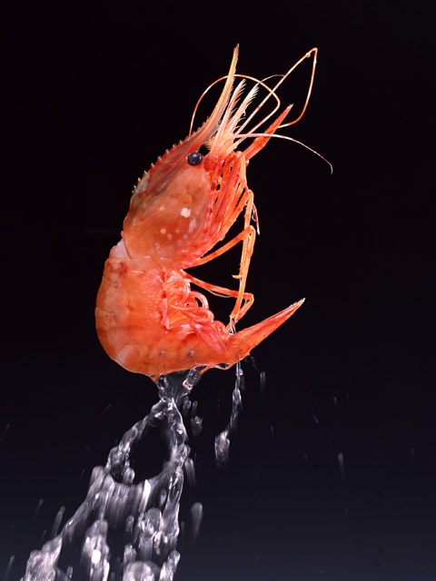 エビ