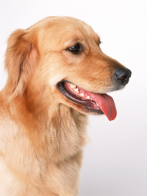 犬