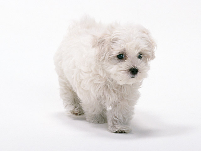 子犬
