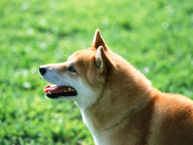 柴犬