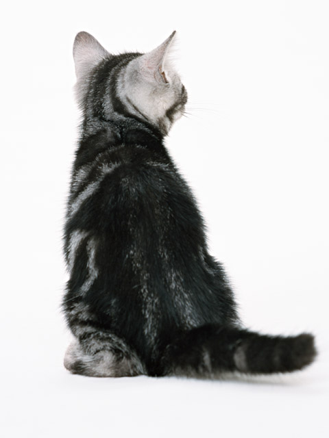 子猫