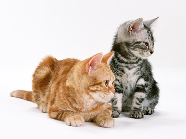子猫