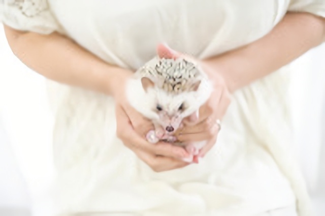 動物