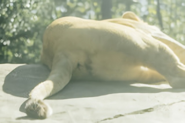 動物園