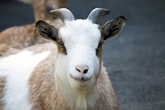 やぎ
